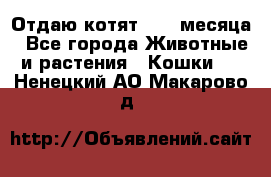 Отдаю котят. 1,5 месяца - Все города Животные и растения » Кошки   . Ненецкий АО,Макарово д.